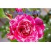 Троянда Інес Састр (Роза INES SASTRE)